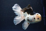 Thai Oranda  Panda 6 Inch (ID#1108To6c-116)