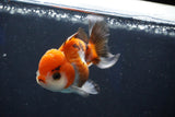 Juvenile Thai Oranda  Tricolor 3.5 Inch (ID#1022To13b-87) Free2Day SHIPPING