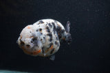 Jumbo Ranchu  Kirin 5 Inch (ID#0103R14a-114)