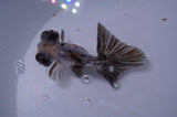 Butterfly  Calico 3.5 Inch (ID#415B8b-39) Free2Day SHIPPING