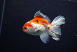 Juvenile Thai Oranda  Red White 3.5 Inch (ID#1206To12c-85) Free2Day SHIPPING