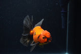 Thai Oranda  Red Black 4 Inch (ID#221T5c-65) Free2Day SHIPPING