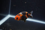 Baby Ranchu  Calico 2.5 Inch (ID#1224R9c-31) Free2Day SHIPPING