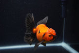Thai Oranda  Red Black 4 Inch (ID#221T5c-65) Free2Day SHIPPING