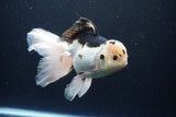 Thai Oranda  Panda 6 Inch (ID#1108To6c-116)