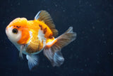 Juvenile Thai Oranda  Tricolor 3.5 Inch (ID#1022To13b-87) Free2Day SHIPPING