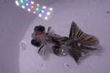 Butterfly  Calico 3.5 Inch (ID#415B8b-39) Free2Day SHIPPING
