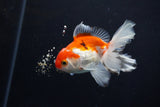 Juvenile Thai Oranda  Red White 3.5 Inch (ID#1206To12c-85) Free2Day SHIPPING