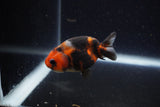 Baby Ranchu  Calico 2.5 Inch (ID#1224R9c-31) Free2Day SHIPPING