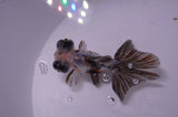 Butterfly  Calico 3.5 Inch (ID#415B8b-39) Free2Day SHIPPING