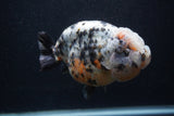 Jumbo Ranchu  Kirin 5 Inch (ID#0103R14a-114)