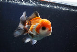 Juvenile Thai Oranda  Tricolor 3.5 Inch (ID#1022To13b-87) Free2Day SHIPPING