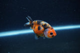 Baby Ranchu  Calico 2.5 Inch (ID#1224R9c-31) Free2Day SHIPPING