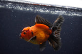 Thai Oranda  Red Black 4 Inch (ID#221T5c-65) Free2Day SHIPPING