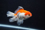 Juvenile Thai Oranda  Red White 3.5 Inch (ID#1206To12c-85) Free2Day SHIPPING