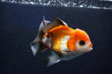 Juvenile Thai Oranda  Tricolor 3.5 Inch (ID#1022To13b-87) Free2Day SHIPPING