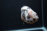 Jumbo Ranchu  Kirin 5 Inch (ID#0103R14a-114)