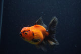 Thai Oranda  Red Black 4 Inch (ID#221T5c-65) Free2Day SHIPPING