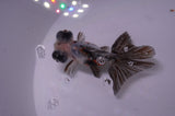 Butterfly  Calico 3.5 Inch (ID#415B8b-39) Free2Day SHIPPING
