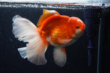 Thai Oranda  Red White 6.5 Inch (ID#307To7b-112)