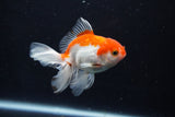 Juvenile Thai Oranda  Red White 3.5 Inch (ID#1206To12c-85) Free2Day SHIPPING