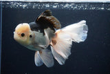 Thai Oranda  Panda 6 Inch (ID#1108To6c-116)