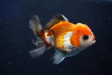 Juvenile Thai Oranda  Tricolor 3.5 Inch (ID#1022To13b-87) Free2Day SHIPPING