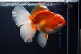 Thai Oranda  Red White 6.5 Inch (ID#307To7b-112)