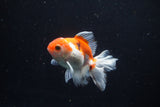 Juvenile Thai Oranda  Red White 3.5 Inch (ID#1206To12c-85) Free2Day SHIPPING