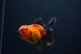 Thai Oranda  Red Black 4 Inch (ID#221T5c-65) Free2Day SHIPPING