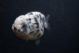 Jumbo Ranchu  Kirin 5 Inch (ID#0103R14a-114)