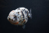 Jumbo Ranchu  Kirin 5 Inch (ID#0103R14a-114)