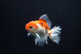 Juvenile Thai Oranda  Red White 3.5 Inch (ID#1206To12c-85) Free2Day SHIPPING