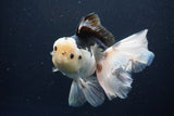 Thai Oranda  Panda 6 Inch (ID#1108To6c-116)