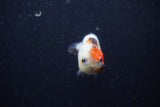 Baby Ranchu  Calico 2.5 Inch (ID#1224R9c-32) Free2Day SHIPPING