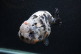 Jumbo Ranchu  Kirin 5 Inch (ID#0103R14a-114)