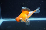 Butterfly  Red White 3.5 Inch (ID#415B8b-40) Free2Day SHIPPING