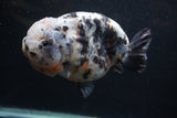 Jumbo Ranchu  Kirin 5 Inch (ID#0103R14a-114)