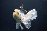 Thai Oranda  Panda 6 Inch (ID#1108To6c-116)