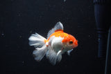 Juvenile Thai Oranda  Red White 3.5 Inch (ID#1206To12c-85) Free2Day SHIPPING