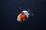 Baby Ranchu  Calico 2.5 Inch (ID#1224R9c-32) Free2Day SHIPPING