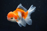 Juvenile Thai Oranda  Tricolor 4 Inch (ID#1022To13b-88) Free2Day SHIPPING