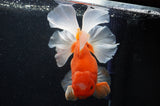 Thai Oranda  Red White 6.5 Inch (ID#307To7b-112)