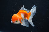 Juvenile Thai Oranda  Tricolor 4 Inch (ID#1022To13b-88) Free2Day SHIPPING