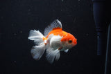 Juvenile Thai Oranda  Red White 3.5 Inch (ID#1206To12c-85) Free2Day SHIPPING