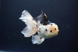 Thai Oranda  Panda 6 Inch (ID#1108To6c-116)