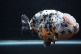 Jumbo Ranchu  Kirin 5 Inch (ID#0103R14a-114)