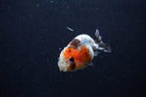 Baby Ranchu  Calico 2.5 Inch (ID#1224R9c-32) Free2Day SHIPPING