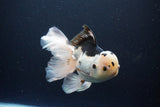 Thai Oranda  Panda 6 Inch (ID#1108To6c-116)