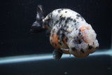 Jumbo Ranchu  Kirin 5 Inch (ID#0103R14a-114)